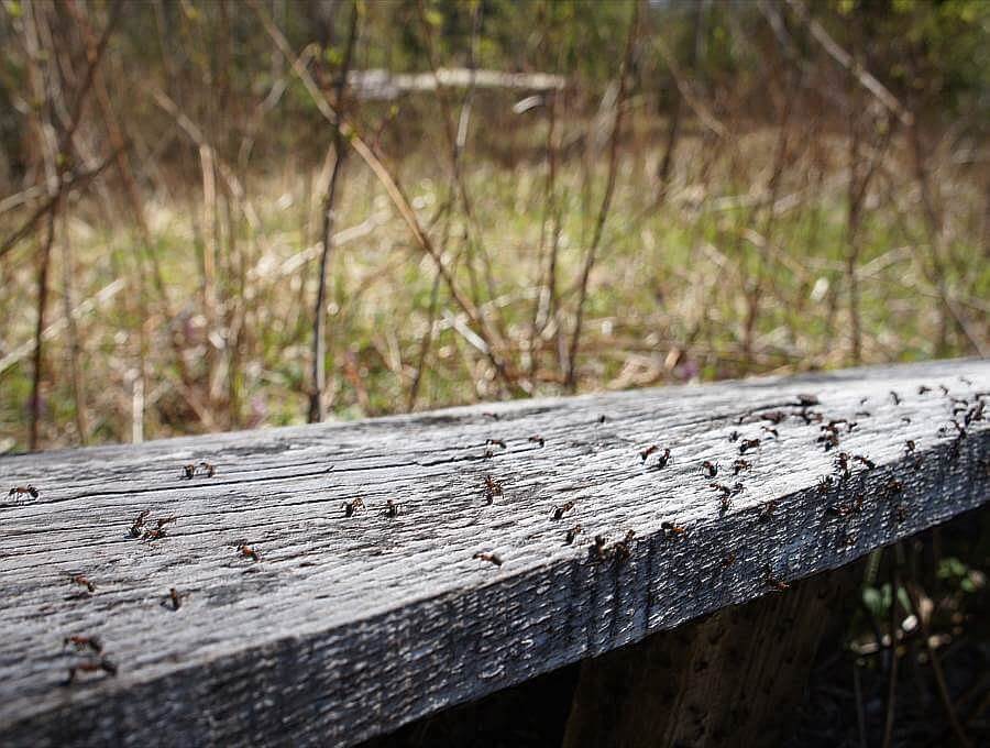 Una fila di formiche in strada