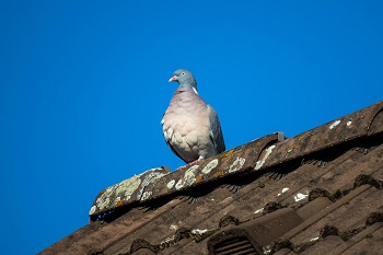 Taube auf Hausdach