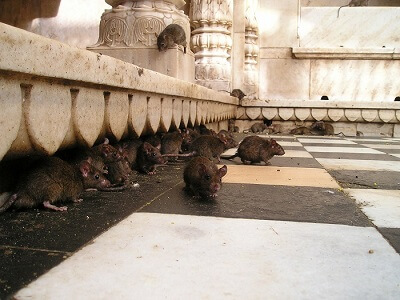 I ratti cavalcano in un luogo pubblico
