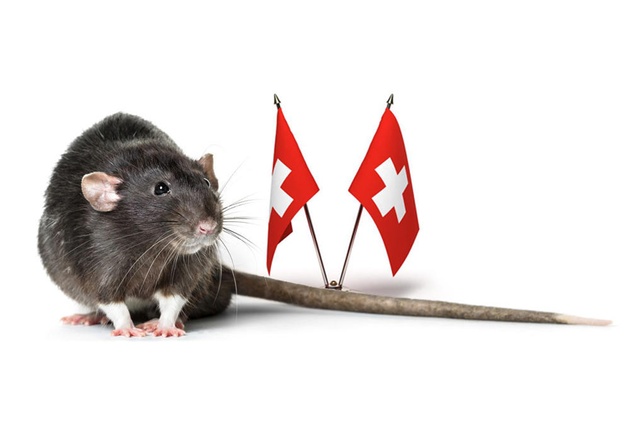 Bild Ratte in der Schweiz