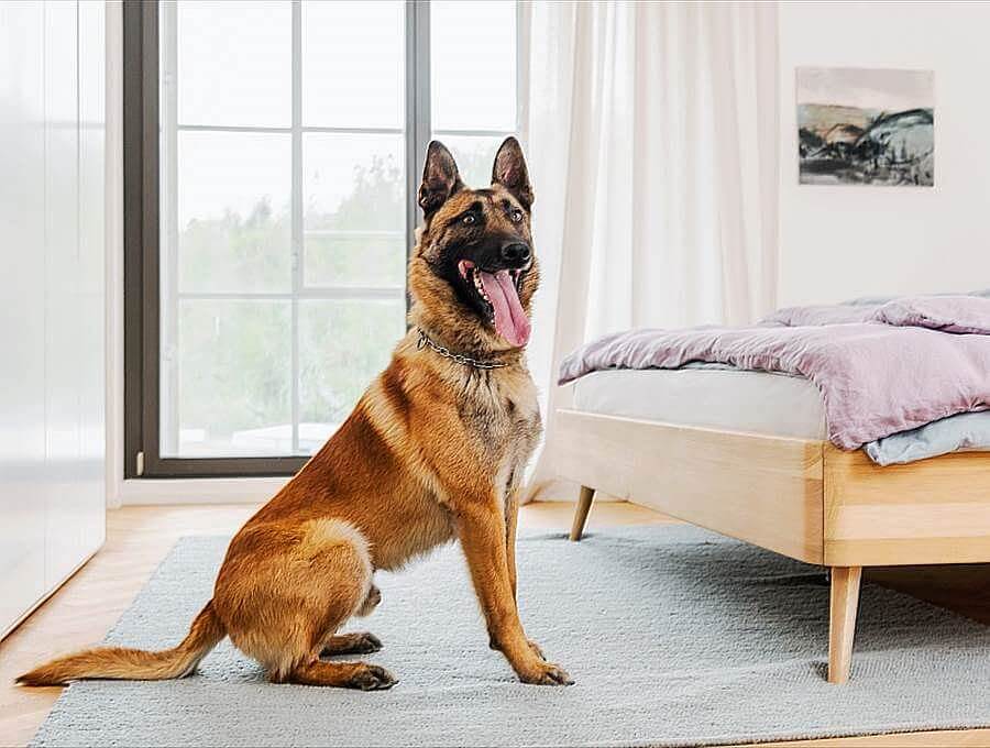 Bettwanzenspürhund (brauner Schäferhund) sitzt mit ausgestreckter Zunge auf einem Teppich vor einem Bett und schaut in Richtung der Kamera.