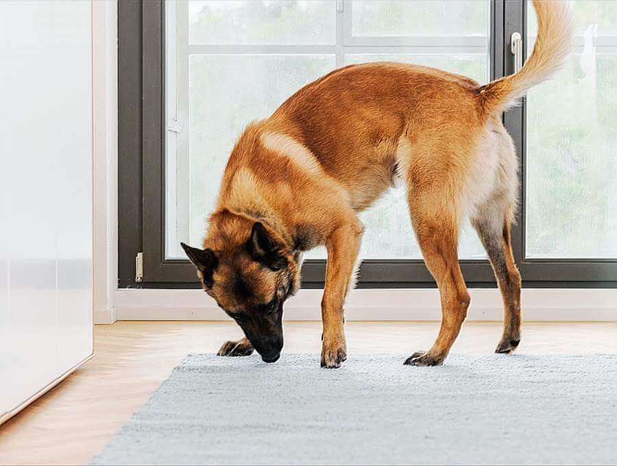 Bettwanzenspürhund (brauner Schäferhund) sucht mit der Nase einen Teppich ab
