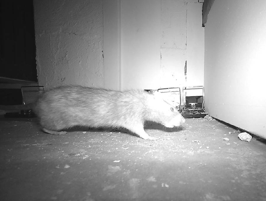 Un rat dans un bâtiment. Derrière lui se trouve un piège à percussion Desinfecta.