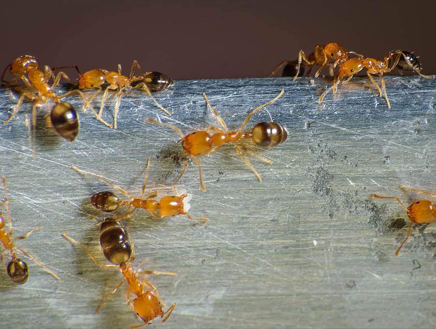 Les fourmis pharaon ouvrières de couleur ambre atteignent une taille d’environ seulement 2 mm.