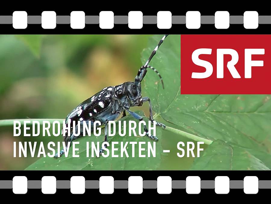 Der Kampf gegen invasive Insekten | Einstein | SRF