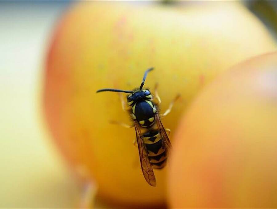 Wespe sitzt seitlich auf einem rot-gelben Apfel