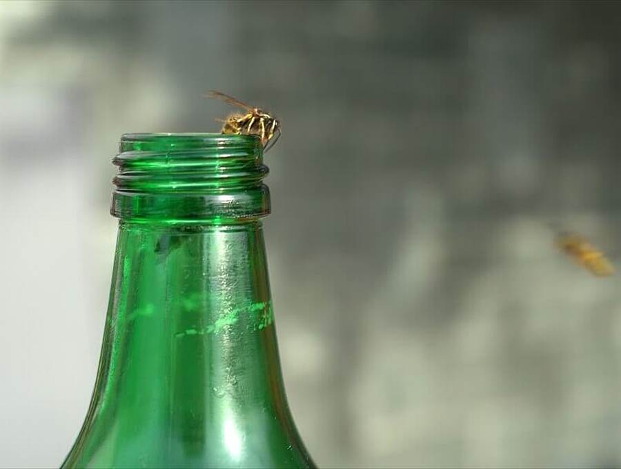 Wespe sitzt auf einem grünen Glasflaschenhals