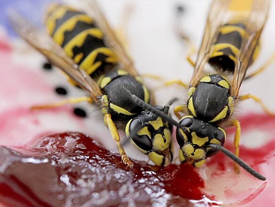 Zwei deutsche Wespen laben sich an einer roten Süssspeise