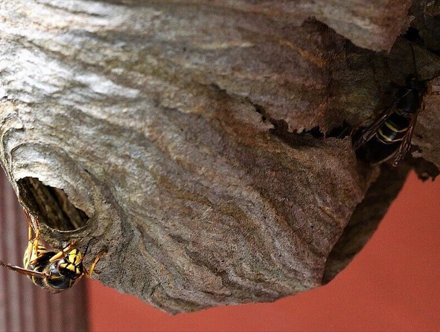 Un nido di vespe interamente completato