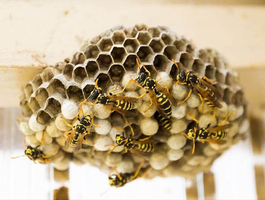 Les guêpes s'ébattent sur les nids d'abeilles